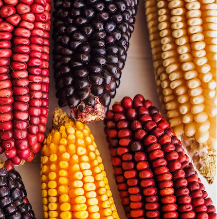 Mais ( Choclo y Maiz Morado)