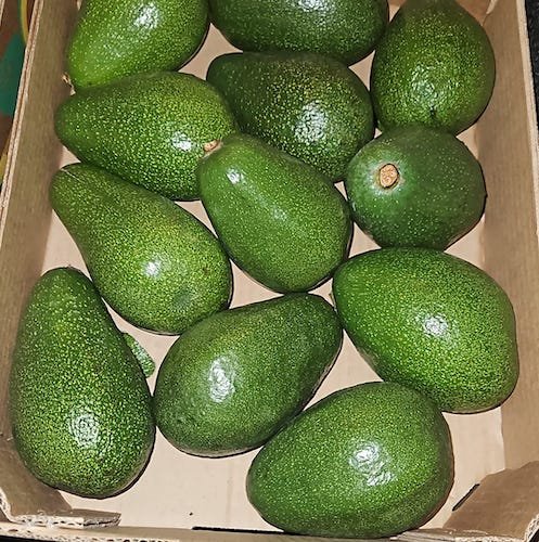 Peruaanse Avocados (Palta / Aguacate)