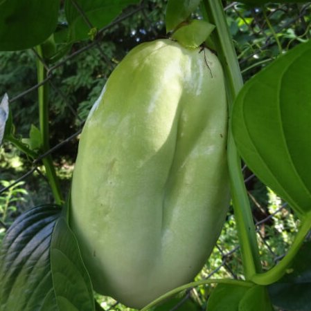 Ecuatoriaanse Badea 2 tot 2,5 kg ( EC)