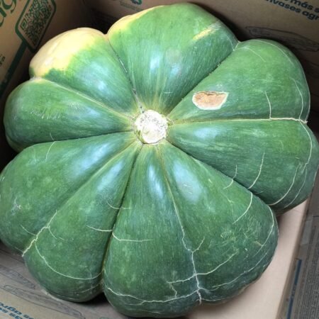 Peruaanse Zapallo Macre 28 tot 30 kg (Ongeveer 1 groot stuks)