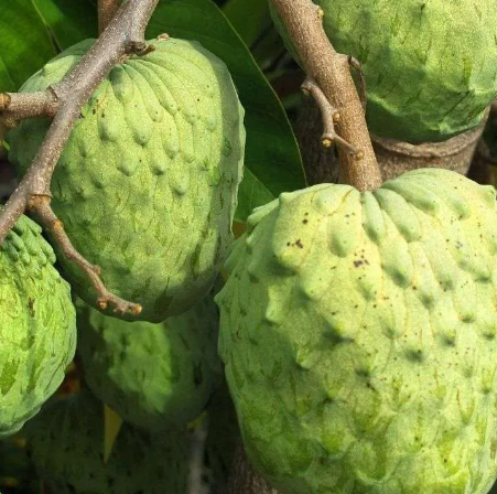 Brasiliaanse Atemoya  2,7 kg (Ongeveer 12 stuks)