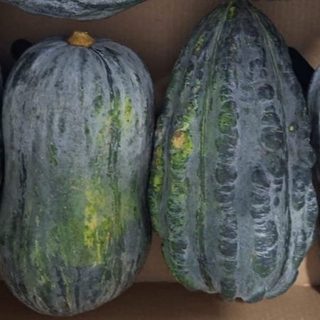Peruaanse Zapallo Loche 4,5kg (Ongeveer 4 tot 6 stuks)